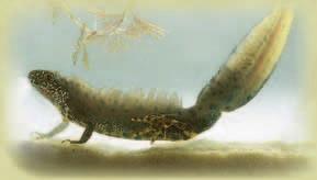 The species has been named after the tall undulating crest appearing on the back of males during the spring breeding season. The Great crested newt is often confused with the Smooth newt.