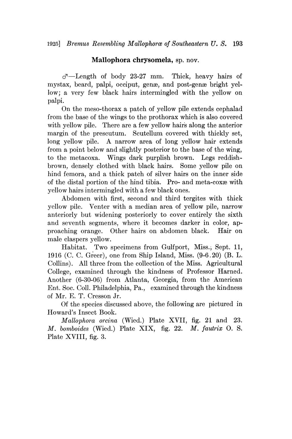 1925] Bremus Resembling Mallophorce of Southeastern U. S. 193 Mallophora chrysomela, sp. nov. c--length of body 23-27 mm.