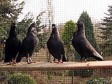 For Sale: black Figurita (Valencian Frill) Fine built, tiny pigeons, docile and tame birds.