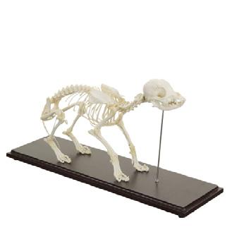 Veterinary Anatomy Models 4 OVERVIEW - ANATOMY MODELS REAL SKELETON MODELS No. Category Model Dimensions (H x W x D) cm Ord. no.