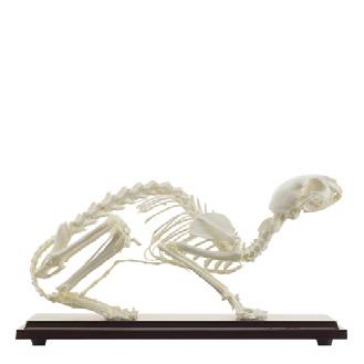 x 28 cm H190901 5 Vet Anatomy Rat Skeleton 20 x 4 x 6 cm H191648 6 Vet Anatomy Guinea Pig Skeleton 19 x 5 x 6 cm H191649 7 Vet Anatomy Rabbit Skeleton 30 x 9 x 12 cm H190900 8 Vet Anatomy Sheep