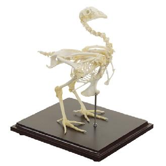 Veterinary Anatomy Models 5 ANATOMY Real Skeleton Models 4 6 Rat Skeleton Order number: