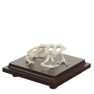 Veterinary Anatomy Models 6 ANATOMY Real Skeleton Models 10