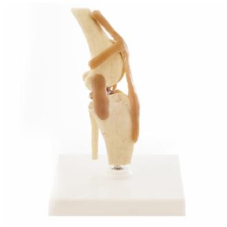 Veterinary Anatomy Models 9 ANATOMY Artificial Skeleton Models 10 Canine Knee with Ligaments