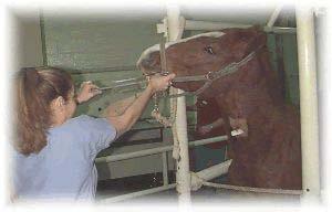 Auscultate for cardiac dysrhythmias and murmurs, or abnormal lung sounds. Stabilize animal s physiology in debilitated animals (e.g. colic, ruptured bladder) IV catheterization in place A 12-14 gauge 3 5 inch long catheter is used for most horses.