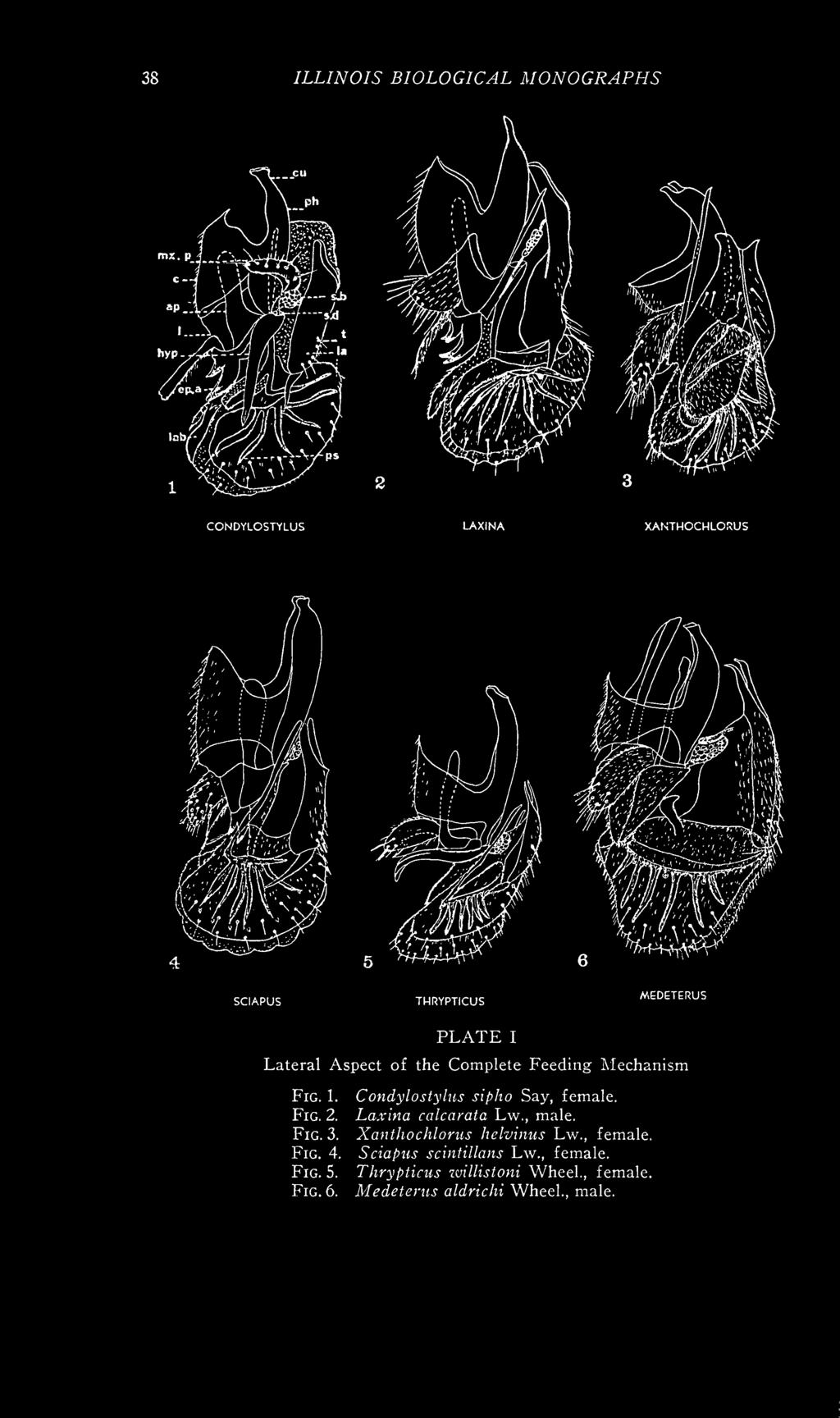 Laxina calcarata Lw., male. Fig. 3. Xanthochlorus helvinus Lw., female. Fig. 4.