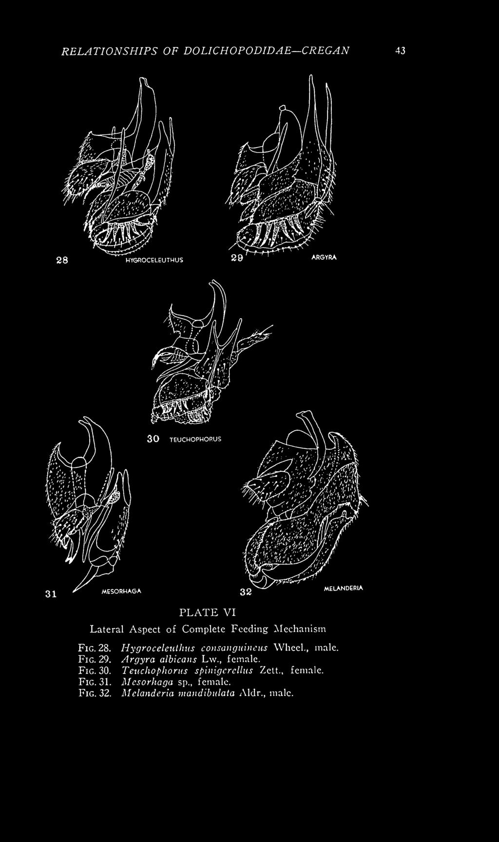 RELATIONSHIPS OF DOLICHOPODIDAE CREGAN 43 MELANDERIA PLATE VI Lateral Aspect of Complete Feeding Mechanism Fig. 28. Hygroceleuthns consanguineus Wheel., male.