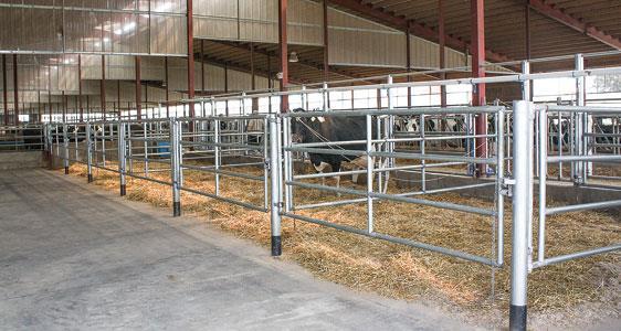 ii. Manage animal movement Replacement heifers raised off-site 47% of large farms send heifers to rearing facility (NAHMS 2014) Biosecurity