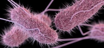 II. Why is biosecurity important? Salmonella enterica Gram negative, intracellular bacteria Opportunistic https://www.cdc.gov/salmonella/index.html Detected on >50% of farms and 7.