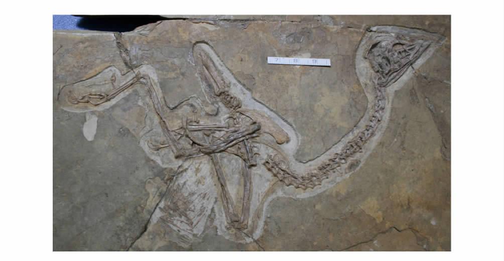 2 185 Fig. 1 1 PMOL - AB00114 Confuciusornis Jianchangensis sp. nov. Holotype PMOL - AB00114 an. angular ce. cervical vertebrae de. dentary fe. femur fr. frontal fi. fibula ga. gastralia il.