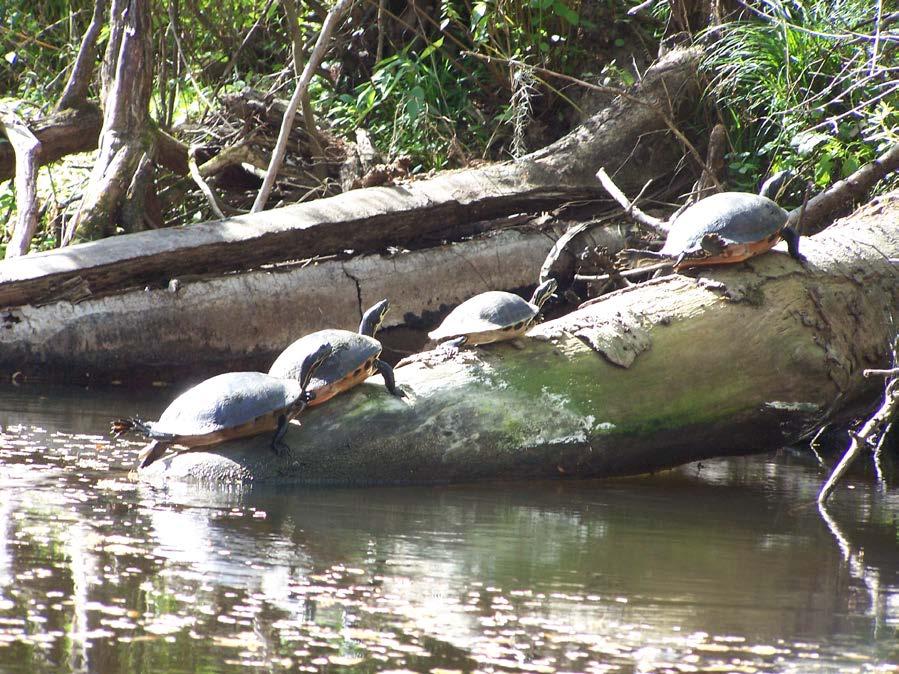 Questions: How many turtles are in the picture? How many logs are in the picture?