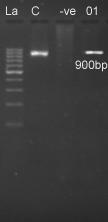 Figure 3. Agarose gel showing PCR amplification product (905 bp) for 16S rrna gene using primer pair F4/ R2 of Brucella.