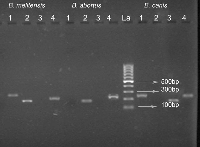 PCR amplified products obtained using various primer sets for detection of various genes in B. abortus, B. melitensis and B. canis.