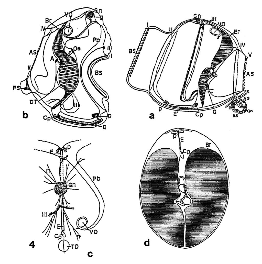 GODEAUX AND HARBISON: DEEP-SEA DOLIOLIDA 603 Figure 4. Paradoliopsis harbisoni.
