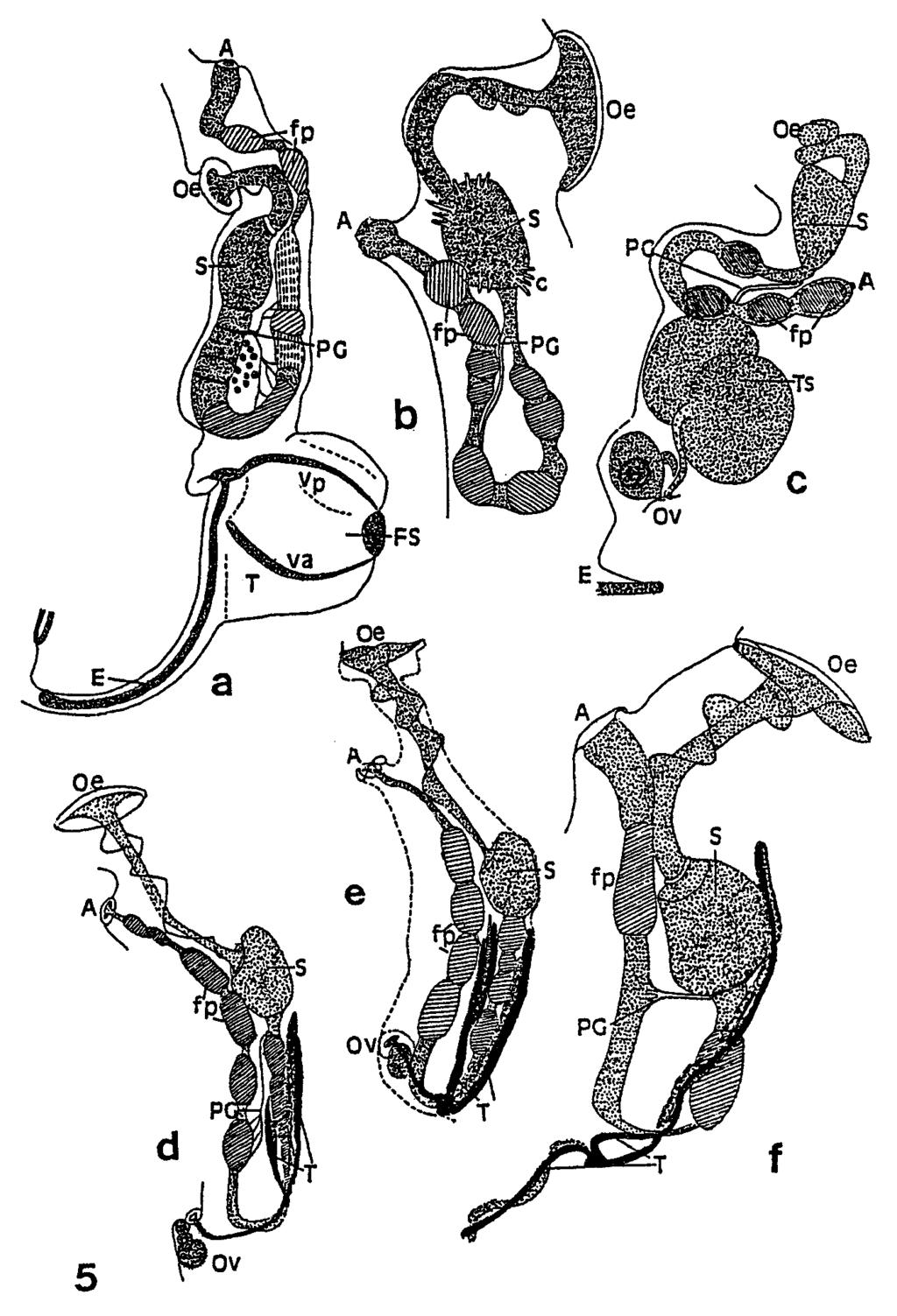 604 BULLETIN OF MARINE SCIENCE, VOL. 72, NO. 3, 2003 Figure 5. Digestive tracts and gonads of the different species.