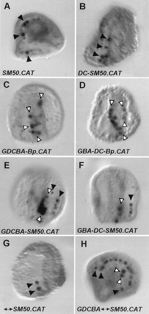 The number of CAT enzyme molecules per embryo was determined in CAT assays by comparison of the samples to standards of known CAT protein concentration.