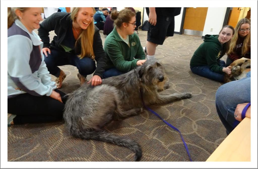And then finally on May 12 th PKC was once again invited to St. Norbert to participate in their stress reliever day from exams. The smiles and laughter was great to hear.