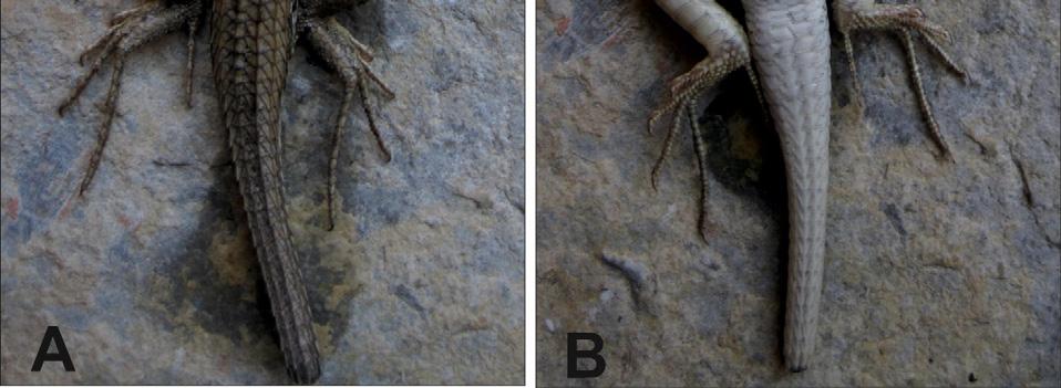 Diagnosis: This new subspecies can be distinguished from Ophisops el