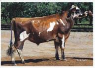 00 Shallow MGS: Tollenaars Impuls Legal 233 ET Front Teat Placement +0.40 Close MGD: BW Centurion Peggy K798 EX 92 3 07 305 3x 25500m 5.2 1327f 3.3 833p 1.