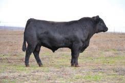 203SM09000 203LM01400 151KB00004 EFFECTIVE TUEL EFFECTIVE A3055 Reg.: 2921999 DOB: 9/4/2013 Black & Homo Polled The whole package - Top calving ease, growth, and superior carcass.
