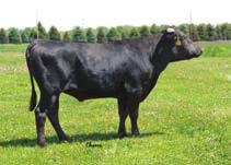 Black Wagyu Beef on Dairy 151KB00003 203LM01401 Black Wagyu offers calving ease with birth weights ranging from 50-65 lbs, with superior carcass quality than their red counterparts.