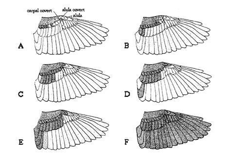 Figure 3. Indication of molt limits within the wings of grassland passerines. Darker feathers indicate those replaced during the preformative (or prealternate) molt.
