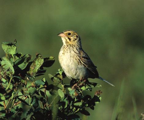 Species Accounts Baird s Sparrow.