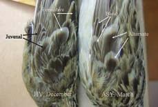 Figure 7. Specimens of HY and ASY Sprague s Pipit (collected in Texas) demonstrating molt limits between formative and juvenal feathers (HY) and alternate and basic feathers (ASY).