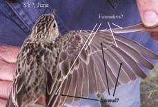 Photo: Peter Pyle Figure 8. Apparent SY Sprague s Pipit (from Montana) showing eccentric preformative molt patterns.