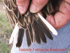 Feather Sampling for Biochemical Analysis.--As alluded to above, much can still be learned about molt in Sprague s Pipits based on biochemical analysis.