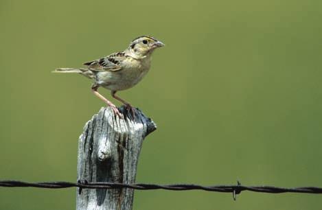 Grasshopper Sparrow.