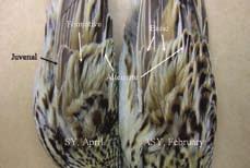 Figure 17. Specimens of SY and ASY Baird s Sparrows (collected in Arizona) demonstrating the molt limit between the formative greater coverts and juvenal primary coverts in the SY, lacking in the ASY.