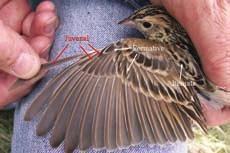 SY Baird s Sparrow in Montana in June showing molt limits in the wing.
