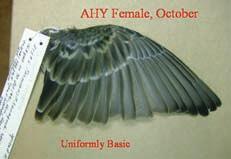 Figure 23. AHY female Chestnut-collared Longspur wing (collected in California) showing uniformly basic wing feathers.
