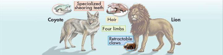 Derived Characters Specialized shearing teeth is a derived character for the clade Carnivora of which both the coyote and lion are members.