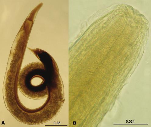Revista Mexicana de Biodiversidad 80: 861-865, 2009 863 Figure 3. Rhabdias sp. parasite of Scinax staufferi from Chiapas State. A. Body total, lateral view. B. Cephalic end, lateral view.