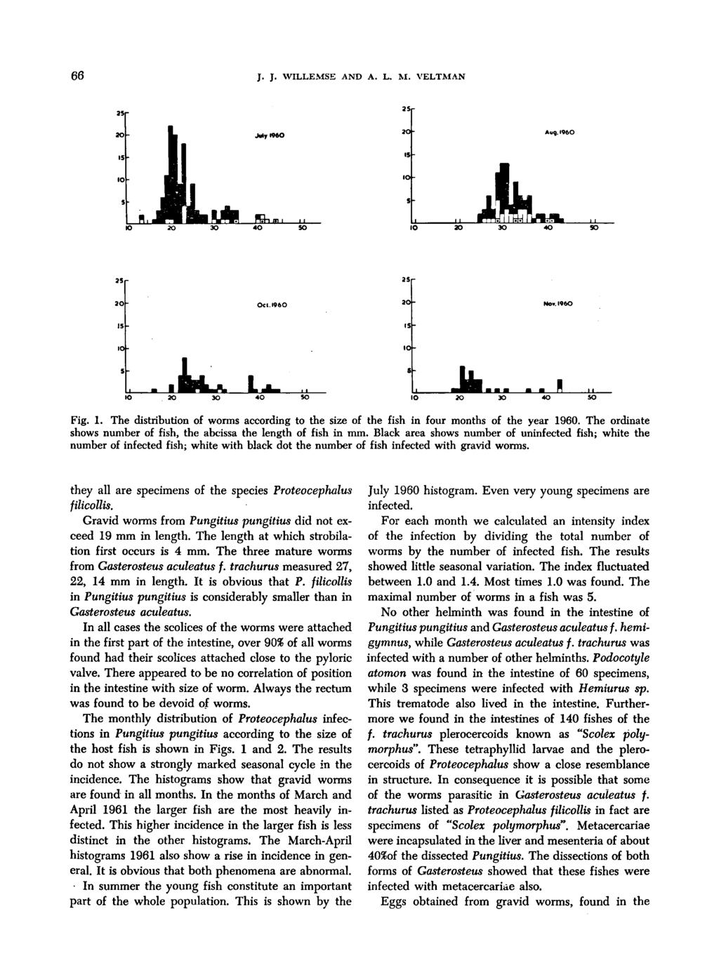 66 J. J. WILLEMSE AND A. L. M. VELTMAN Fig. 1. The distribution of worms according to the size of the fish in four months of the year 1960.