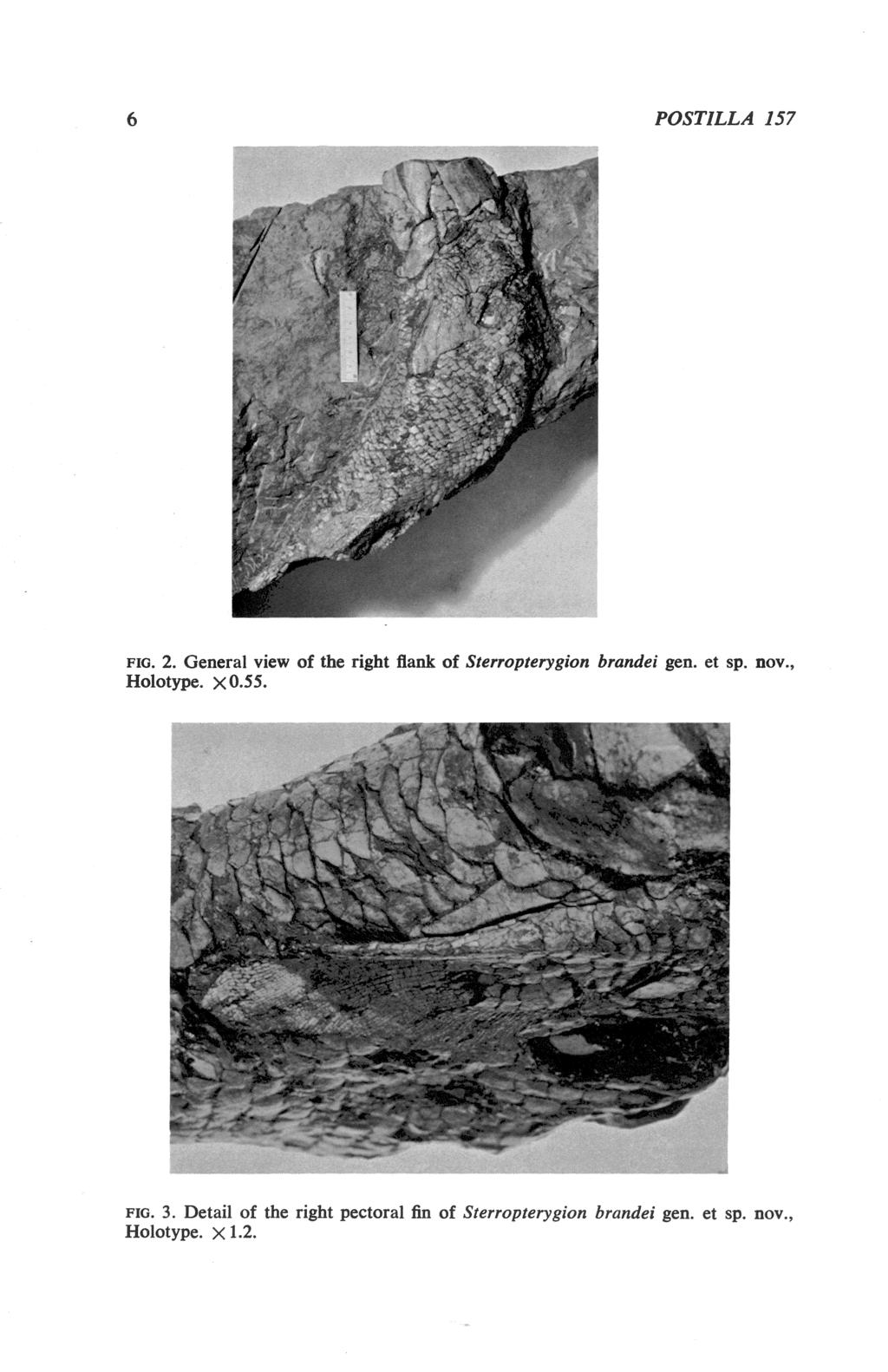 POSTILLA 157 FIG. 2. General view of tie right lank of Sterropterygion bmndei gen. et sp. nov.» Holotype. X0.55. \.