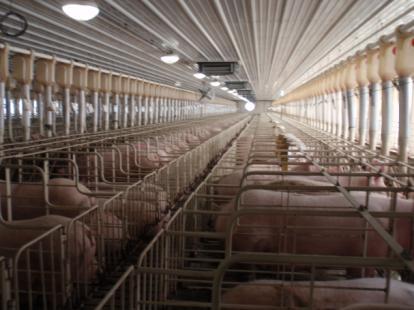 sows in stalls Data from: 132 farms