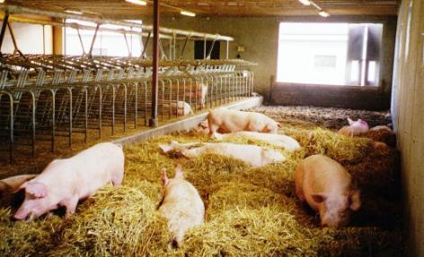 Bild 13 Sweden Sows with litter in pen Group housed dry sows