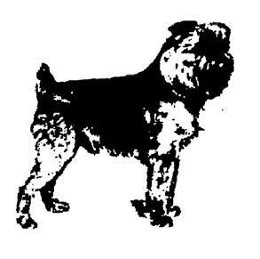 y: The Griffon Bruxellois Breeders Association 1982-2018 Schedule of 21 Class Unbenched CHAMPIONSHIP SHOW Plus 3 Special Award Samantha Burr Memorial Classes (held under Kennel Club Limited Rules &