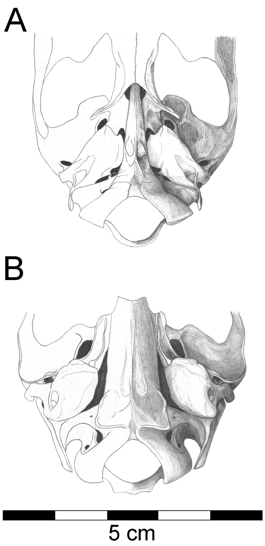Webb, S.D.: Revision of the Extinct Pseudoceratinae 51 Figure 15. Basicranial sketches of A, Tragulus javanicus and B, Floridameryx floridanus (UF 19257).
