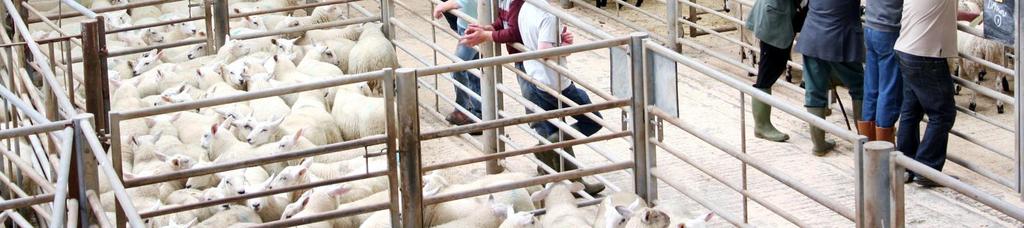 Tag) Drawn Gimmer Lambs should be sold with FULL EID Auctioneers CCM