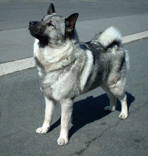 Study species of this thesis, left wolf (Canis lupus; photo by Lovisa Häggström) and right domestic dog (Canis familiaris) as exemplified by a Norwegian Elkhound, grey (photo by Sannse and obtained