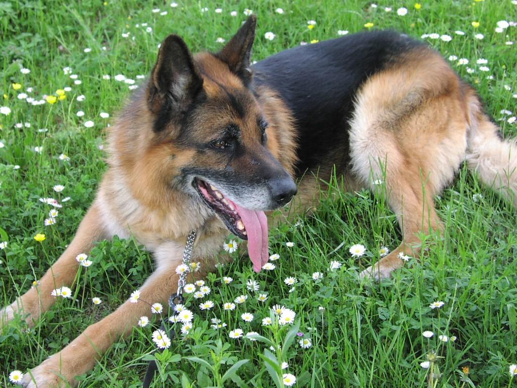 repellent thus making them perfect for waterfowl hunting. They make an excellent family dog. German Shepherds German shepherds are also known as Alsatian.