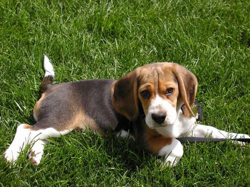 Beagle Beagles have acquired a strong sense of smell. Because of this quality they are used for hunting animals like rabbits. They have big ears that are low-set giving them that gentle look.