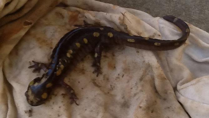Field Notes Ambystoma maculatum (Spotted Salamander) VA: Orange County, near a seep near Mine Run (N38 14.350 W77 49.879) 2 April 2013. Les Kepplinger and Pam McMillie.