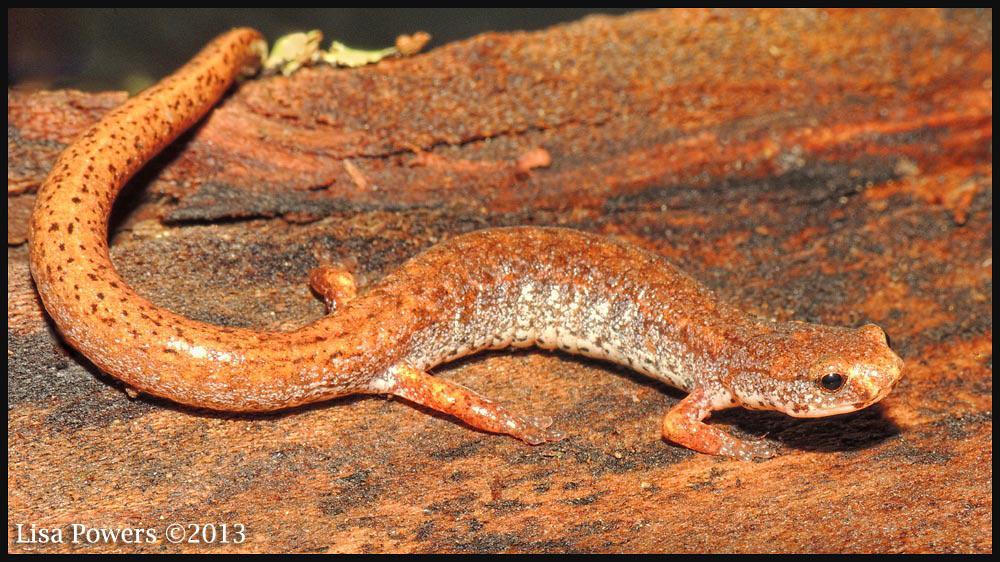 Field Notes Hemidactylium scutatum (Four-toed Salamander) VA: Lee County, Dry Creek Road and 377 Hasslenot Drive, Duffield, VA. 24244. (36.73627N,-82.896953W). 8 May 2013.