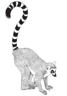 Madagascar Conservation & Development is the journal of Madagascar Wildlife