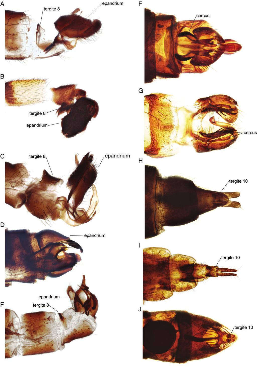 10 E. Wahlberg and K. A. Johanson Fig. 5. Pictures of posterior part of abdomen.